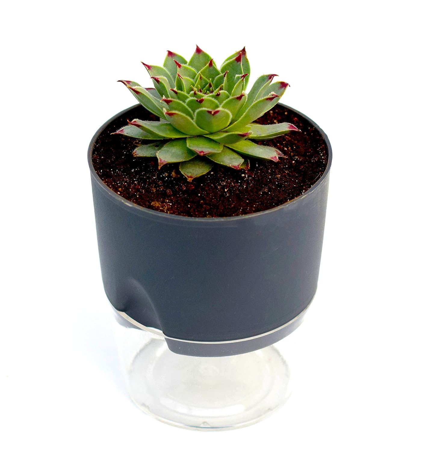 INDIA GARDENING Red Tip Laxmi Kamal Plant (Sempervivum) Succulent For Good Luck | Green Wheel Vastu Live Plant With Self Watering Pot (Grey)-image-46
