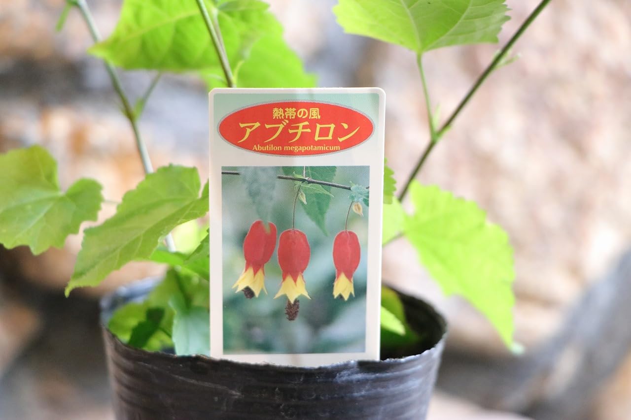Amazon.co.jp: アブチロン チロリアンランプ 3〜3.5号ポット苗 1