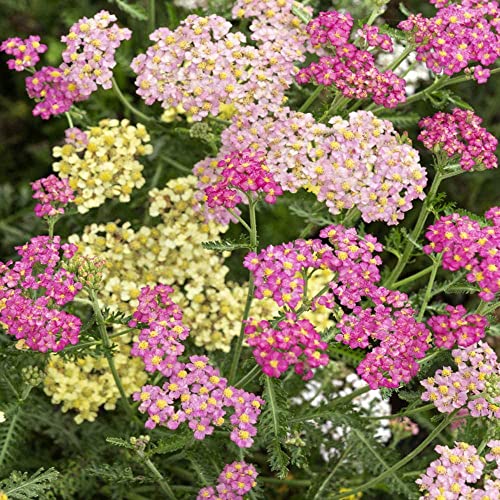 2000+ Mix Yarrow Seeds, Non-Gmo, Heirloom, Open Pollinated Yarrow Seeds For Planting Home, Garden, Easy To Grow #TOP5