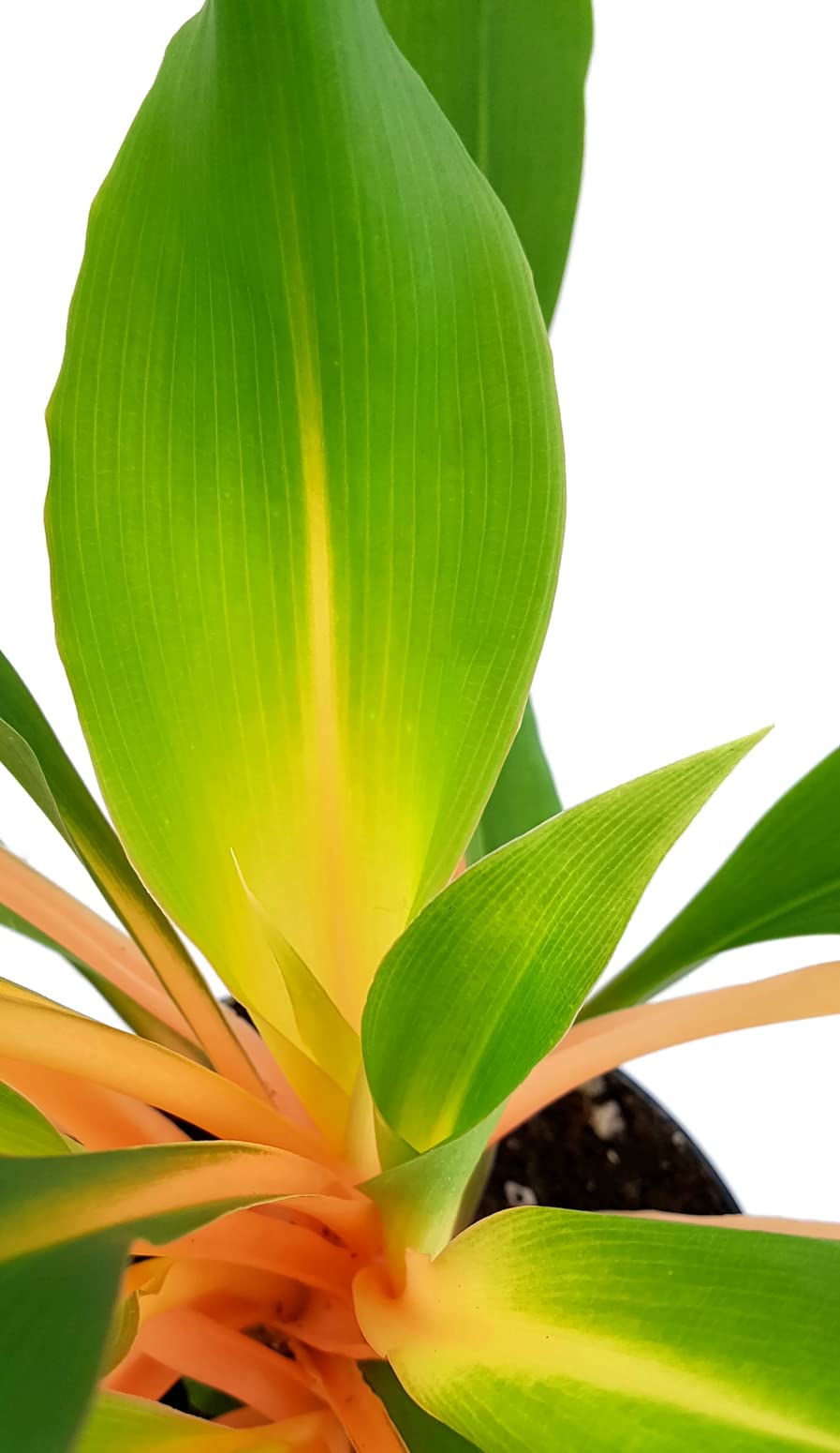 Chlorophytum orchidastrum 'Green Orange' - Grnlilie im  10 cm Topf -  pflegeleichte Zimmerpflanze