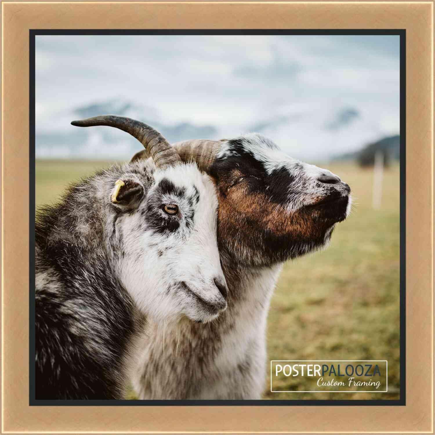 Poster Palooza 5x5 Inch Frame Gold With Black Lip Solid Wood Picture Frame | 1.25 Inch Moulding Width | With UV Acrylic Plexiglass, Foam Board Backing & Hang Hardware Included