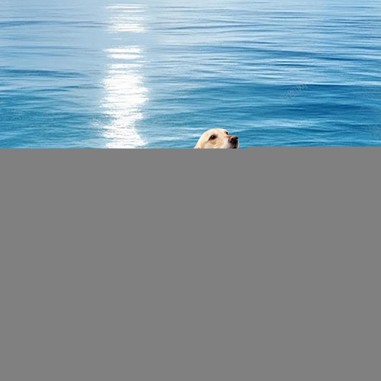 Vasca da Bagno per Cani Zattera Galleggiante Gonfiabile Pieghevole | Vasca Animali Piscina Fiume Tubing Kayak Molo Addestramento Cuccioli Giochi d'Acqua Mare