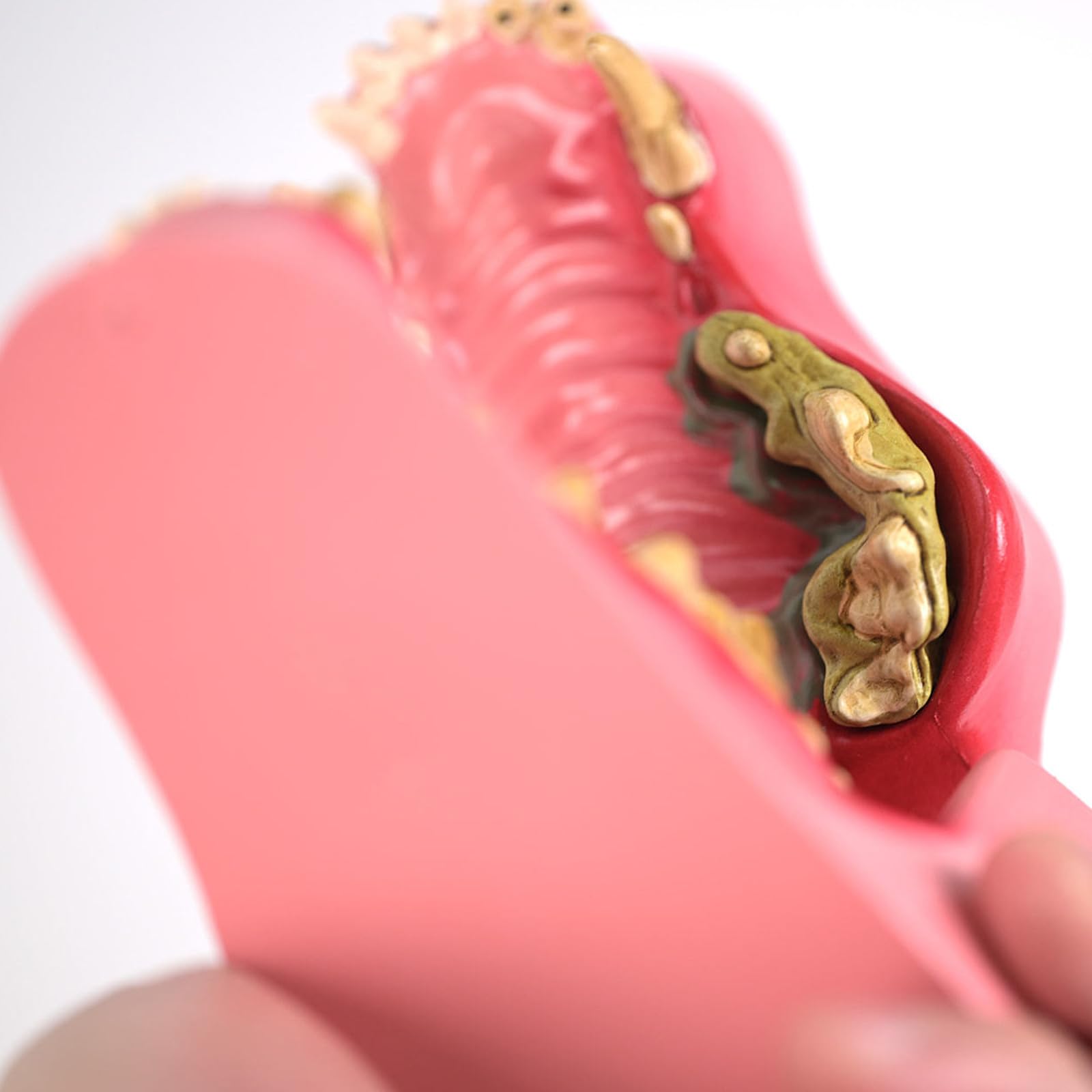Modèle De Dents De Chien À Application Multiple Pour L'éducation Vétérinaire Formation Soins Des Animaux De Compagnie Et Apprentissage À Domicile En Matériaux PVC Modèle D'incisives Pour Chien