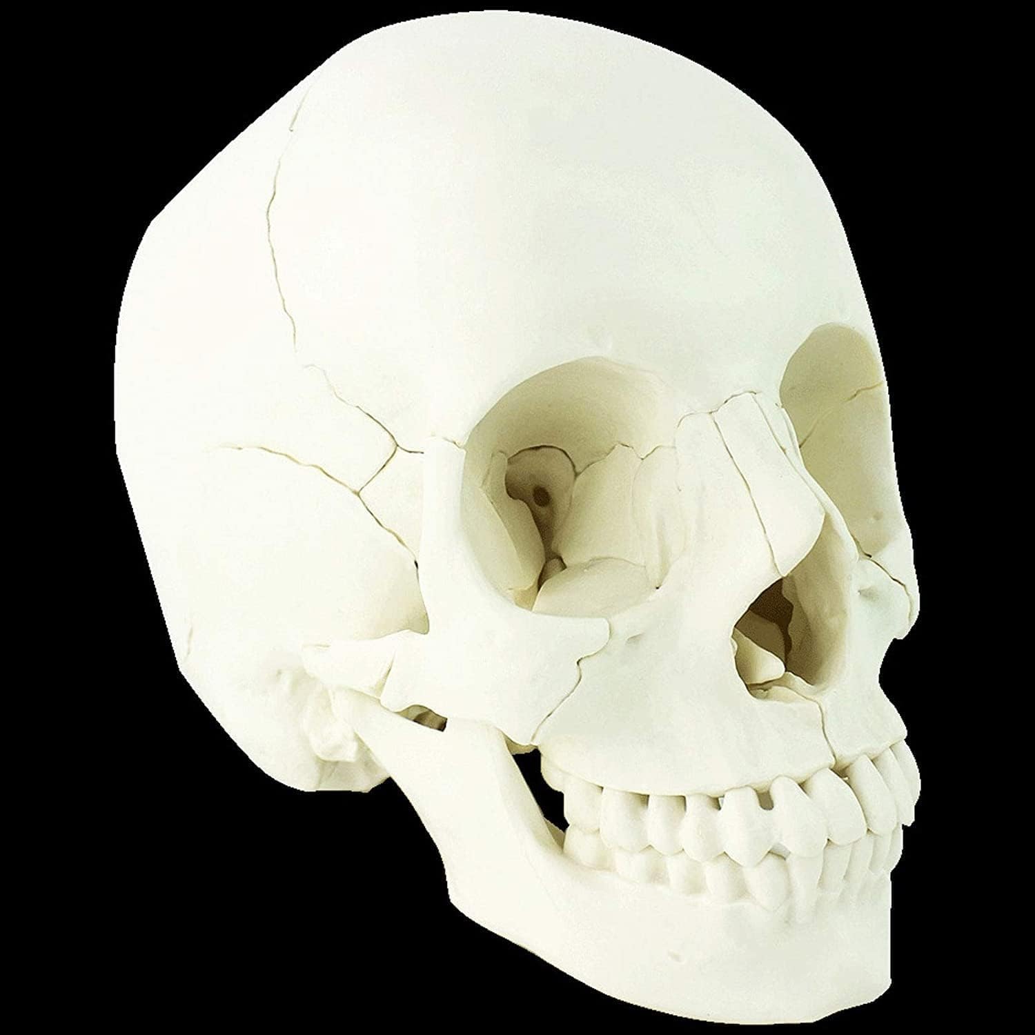 Amazon.com: BVVINCT Anatomical Model 22 Parts Complete