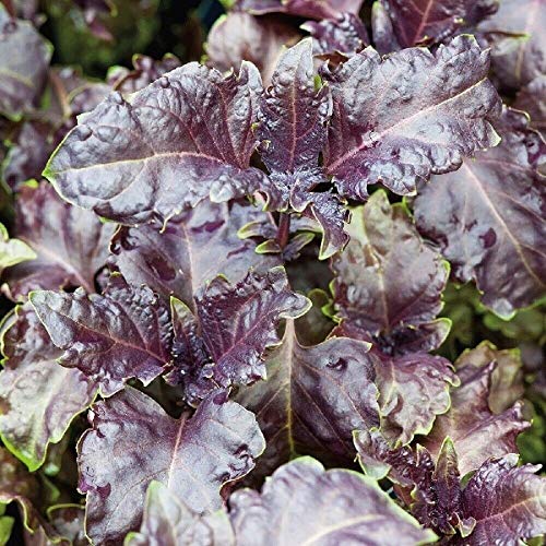 Kings Seeds - Basil Purple Ruffles - 200 Seeds by Wafer