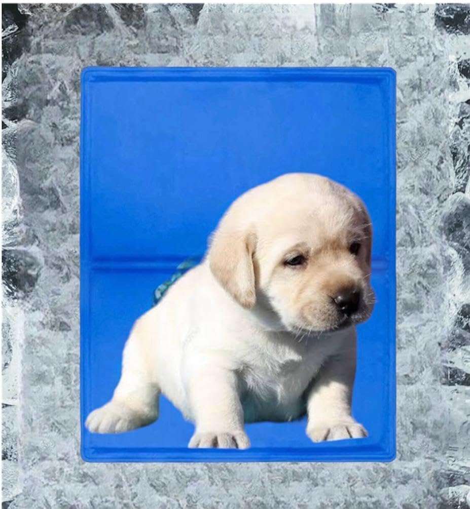 See full amazon price history chart for PetaPuppies Holy Paws Cooling Bed Pad Activated Comfort Soft Heat Relief Pressure for Puppies, Dogs and Cats (Medium (40cm x 50cm)) | Pack of 1 PetaPuppies Holy Paws Cooling Bed Pad Activated Comfort Soft Heat Relief Pressure for Puppies, Dogs and Cats (Medium (40cm x 50cm)) | Pack of 1 (B0C2PQ6Q16) Amazon Price History, Amazon Price Tracker