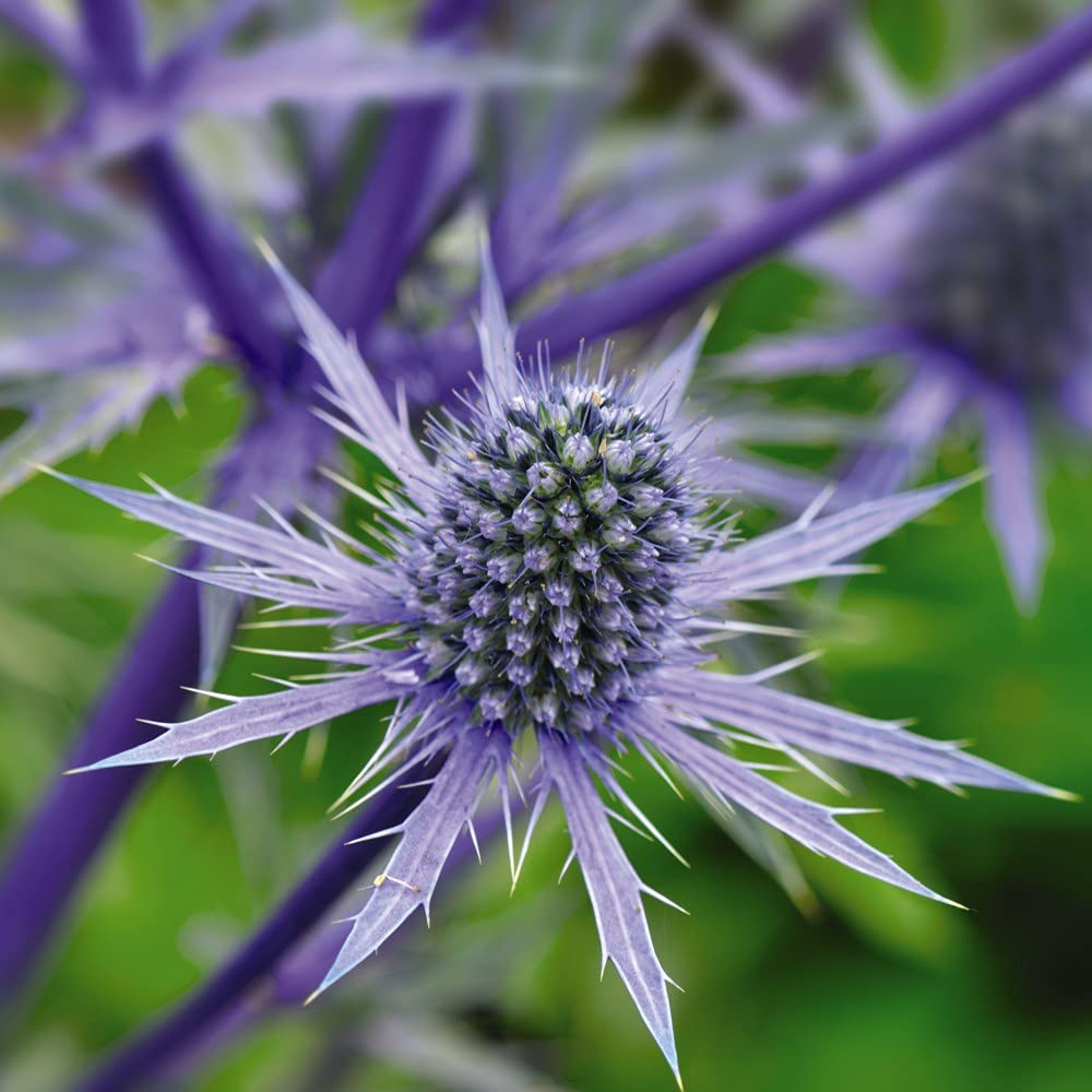 Eryngium Planum Garden Plant Bare Roots Hardy Perennial Easy to Grow Your Own Flowering Garden Plants 6X Bare Root by Thompson and Morgan
