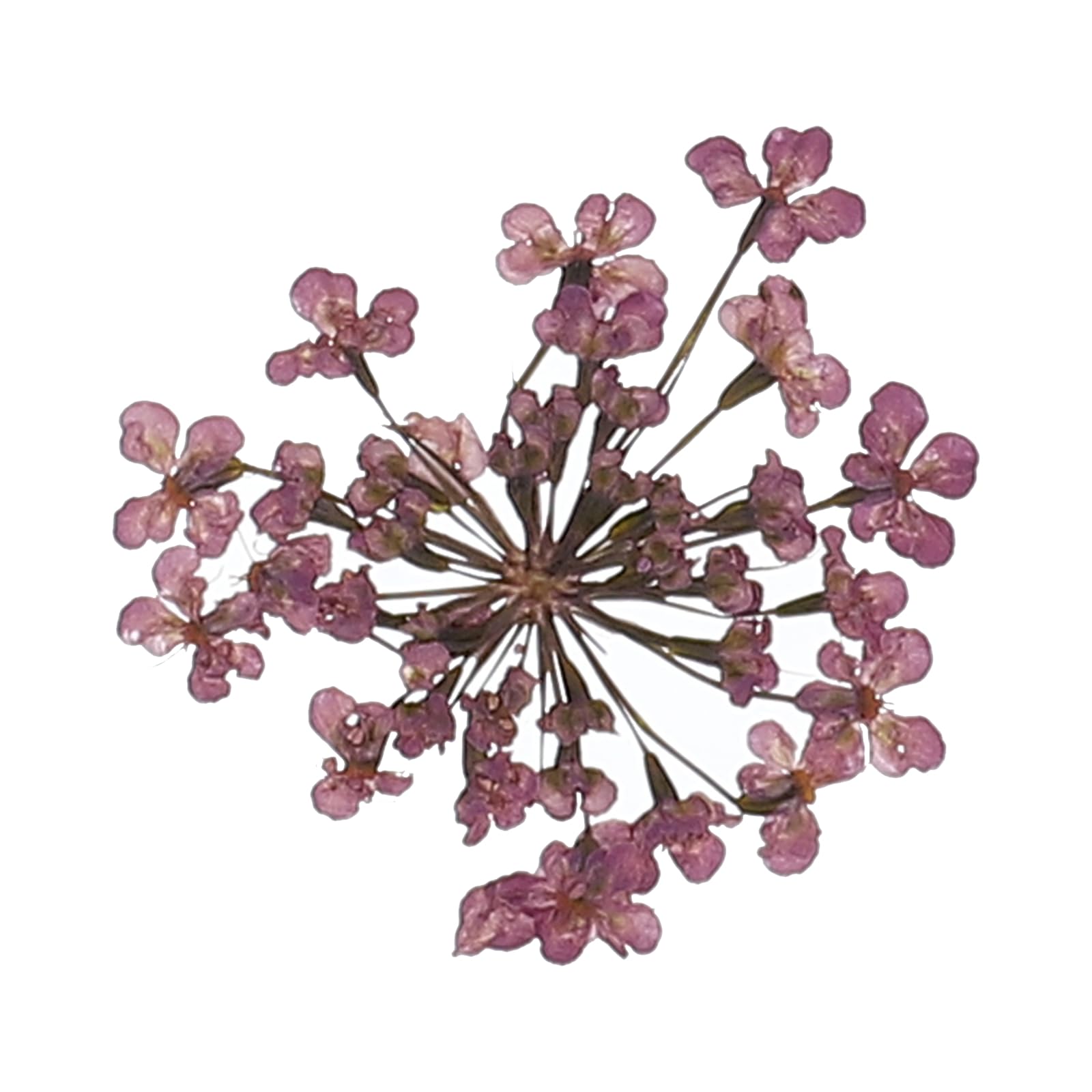 QUARKZMAN 24 Pezzi Fiori Pressati E Essiccati, 2-2,5 Cm/0,8-1" Fiori Di Pizzo Reali Essiccati E Pressati All'ingrosso Per Nail Art Resina Gioielli Candele Biglietti Scrapbook Viola Uva