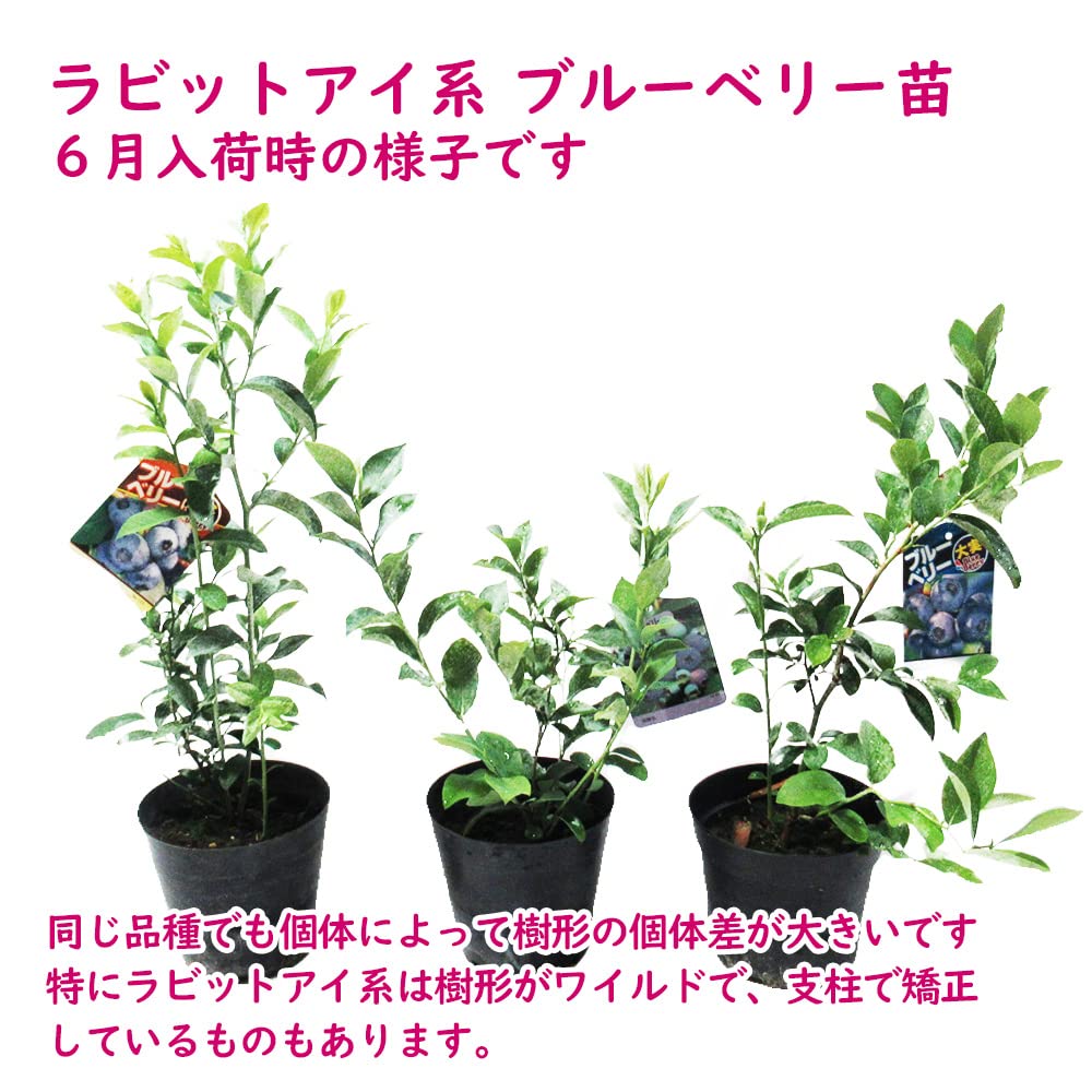 ブルーベリー苗　ブライトウェル＆ノビリス大苗2本セット 楽天市場】【2品種セット/園芸肥料付き】ブルーベリー グロリア