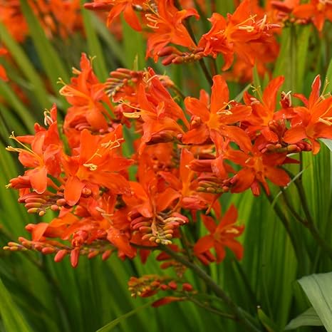 Crocosmia Bulbs Spitfire Hardy Perennial Plant Bright Orange Flowers Sword Like Foliage Stunning Display Easy To Grow And Maintain For Exotic Borders 10 X Crocosmia Bulbs By Thompson And Morgan Amazon Co Uk Garden