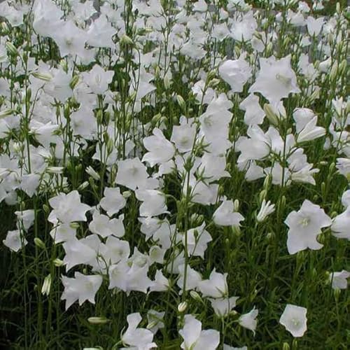 6 x Campanula Persicifolia 'Alba' - Perenni Vaso 9cm x 9cm