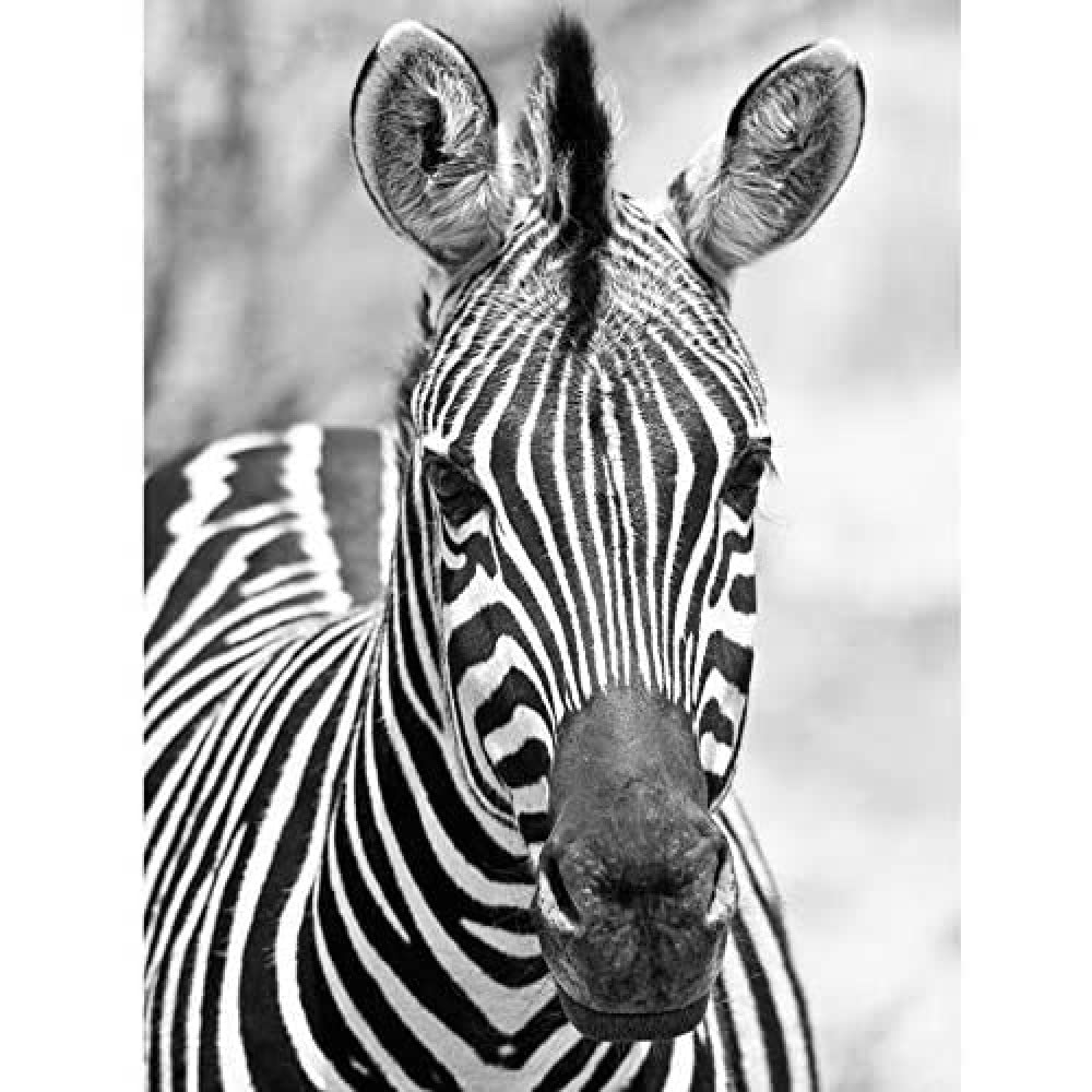 Artery8 Zebra Animal Black White Photo Unframed Wall Art Print Poster Home Decor Premium