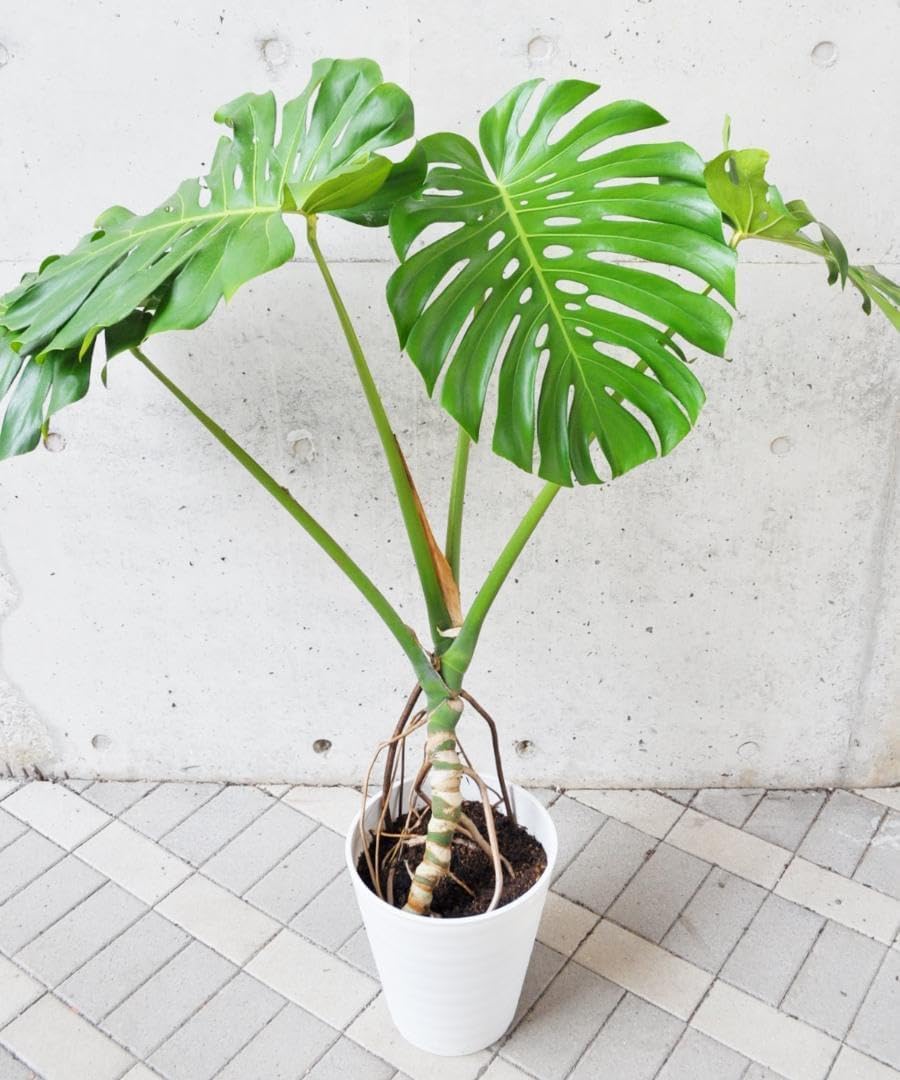 モンステラ デリシオーサ 幹立ち 10号 133cm 観葉植物】幹立ち
