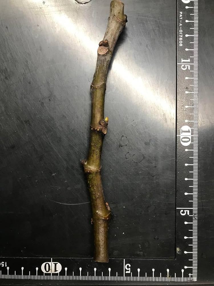 Amazon.co.jp: Black Beauty 10 ブラックビューティー10 イチジク苗 穂