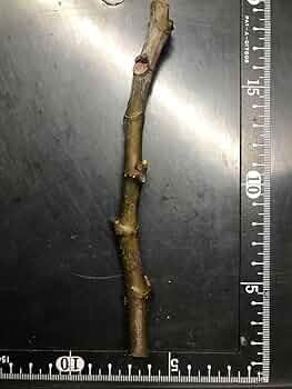 Amazon.co.jp: Black Beauty 10 ブラックビューティー10 イチジク苗 穂