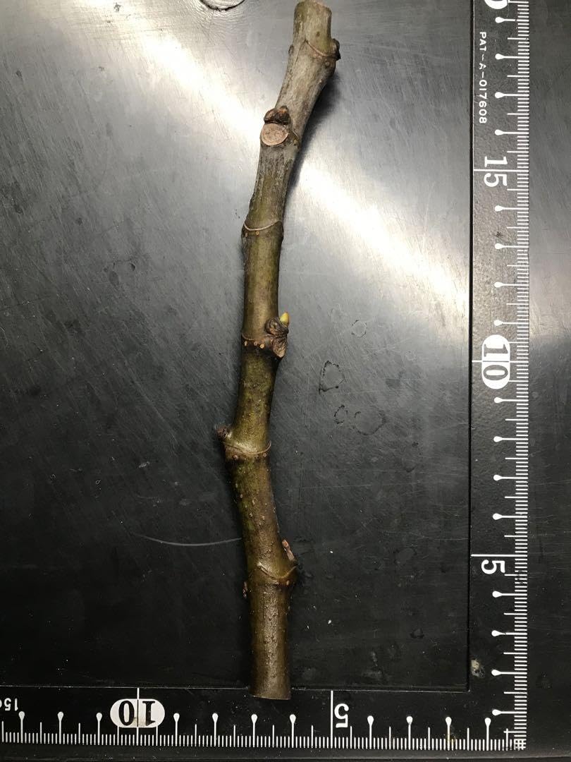 Amazon.co.jp: Black Beauty 10 ブラックビューティー10 イチジク苗 穂