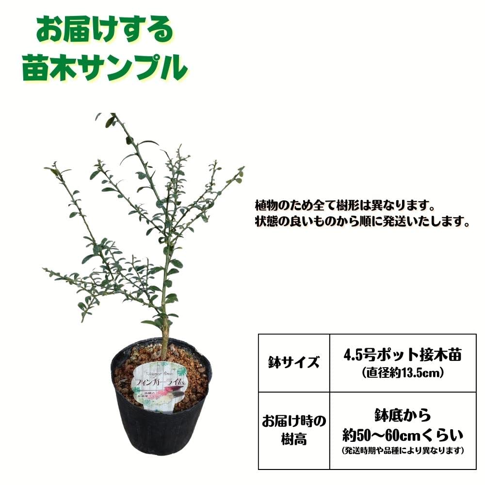 Amazon.co.jp: フィンガーライム苗 4.5号ポット接木苗 (グリーン