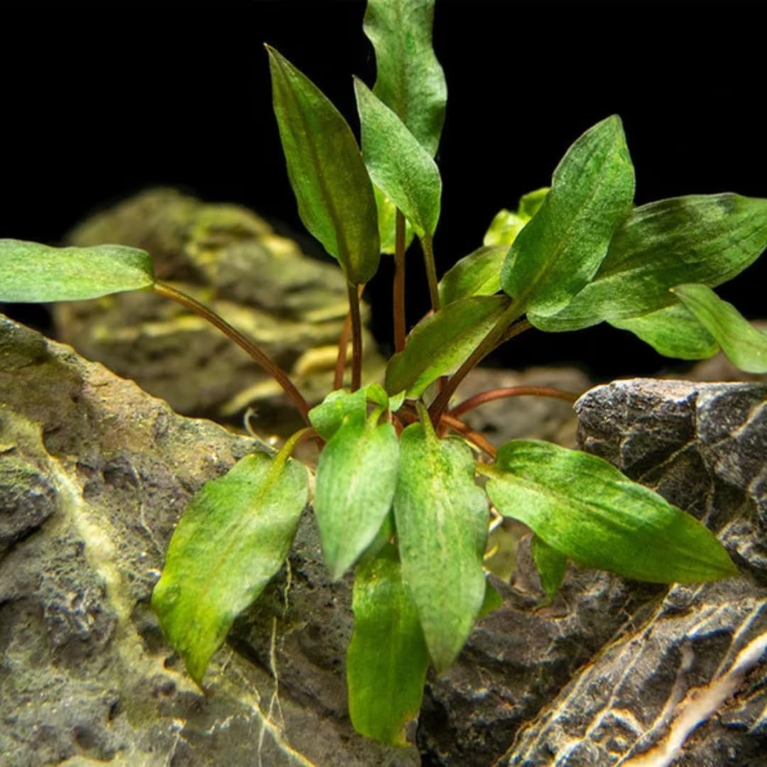 Amazon.com: Red Cryptocoryne Wendtii Live Freshwater Aquarium Plants, Live  Aquarium Pond Aquatic Plant : Pet Supplies