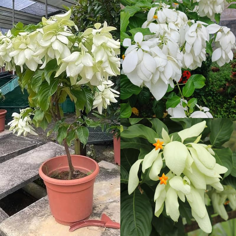 Rare White Musanda Flower Live Plant for Home & Garden - Pack Of 1-image-31