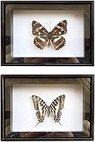 Vista 34 de 2 piezas enmarcadas de mariposa real, espécimenes de mariposa de taxidermia en marco, colección de insectos, decoración de escritorio para el hogar