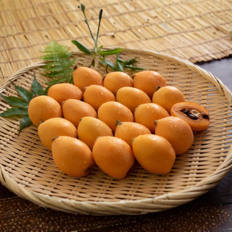 Live Loquat Tree Plant 2-3 Feet Tall, Tropical Fruit Tree for Garden Planting, Outdoor Loquat Plant for Backyard Orchard, Patio Pots or Landscape Growing, No Ship to CA