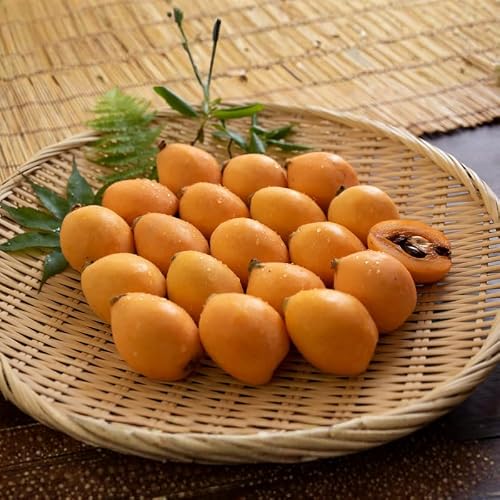 Live Loquat Tree Plant 2-3 Feet Tall, Tropical Fruit Tree for Garden Planting, Outdoor Loquat Plant for Backyard Orchard, Patio Pots or Landscape Growing, No Ship to CA