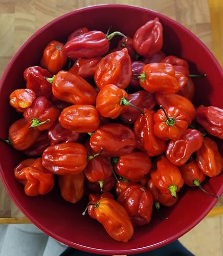 Zozoma Chili Peppers Habanero Rojo Fresco 2lb Caliente y picante con vitamina C y potasio