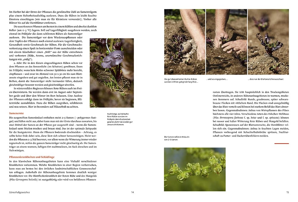 Handbuch Samengärtnerei: Sorten erhalten. Vielfalt vermehren. Gemüse genießen. Pflanzensamen selber ernten, Saatgut vermehren, heimische Nutzpflanzen fördern und alte Sorten bewahren.