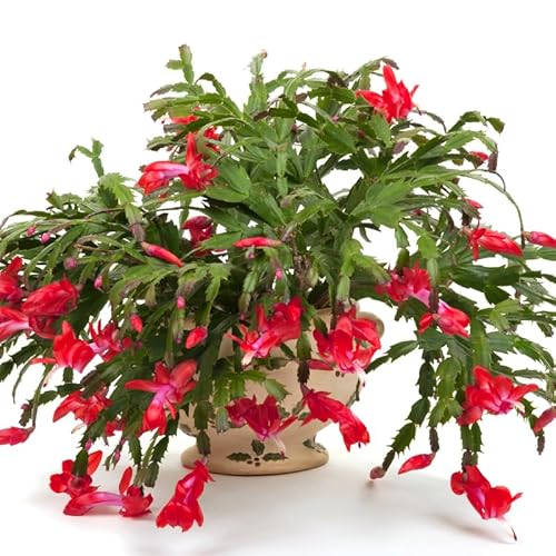True Thanksgiving Cactus Plant Live in 4" Pot, Ready to Bloom, Holiday Christmas Cactus Plants Live, Red Blooms