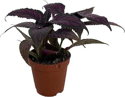 Miniatura 2 de Persian Shield - Planta viva - Strobilanthes - InteriorFuera - Maceta de 2 pulgadas