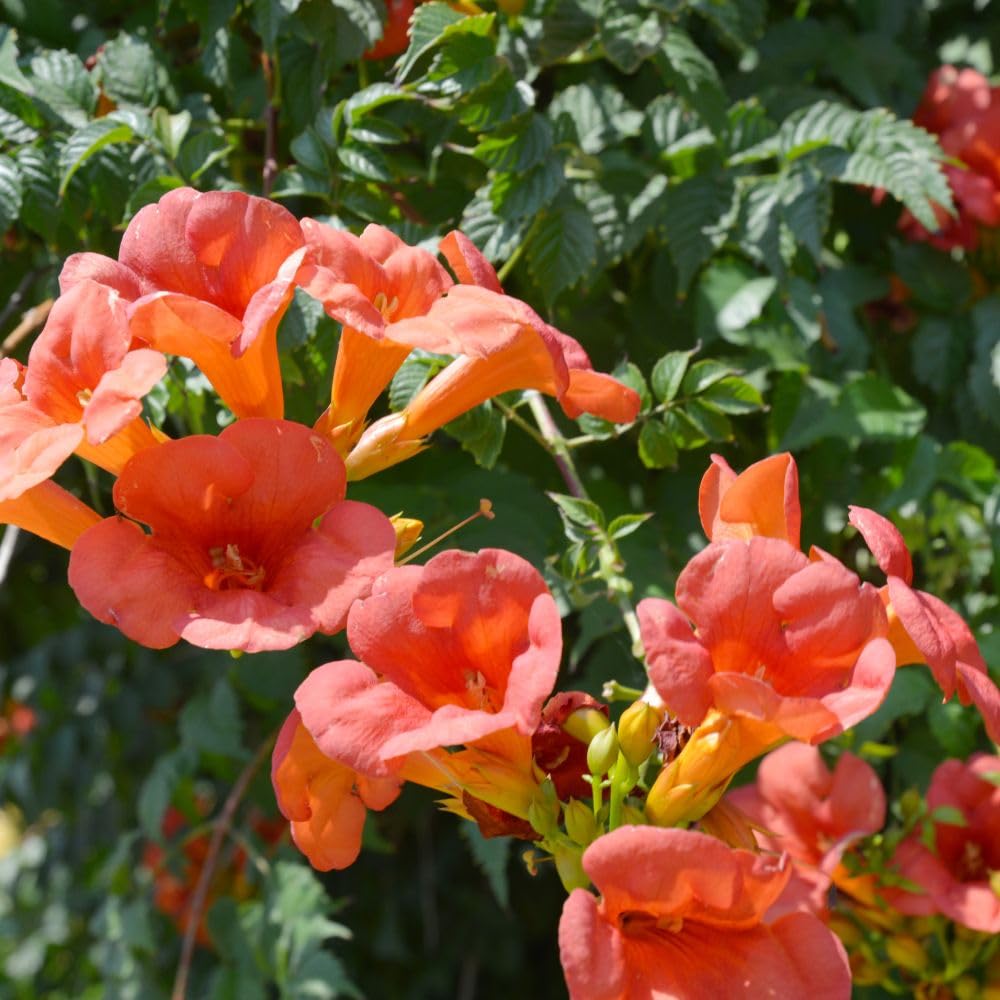 Campsis Radicans – Exotic Climber with Bold Trumpet-Shaped Flowers, Ideal for Walls & Pollinator-Friendly Gardens – 2X15cm Pot by Thompson & Morgan