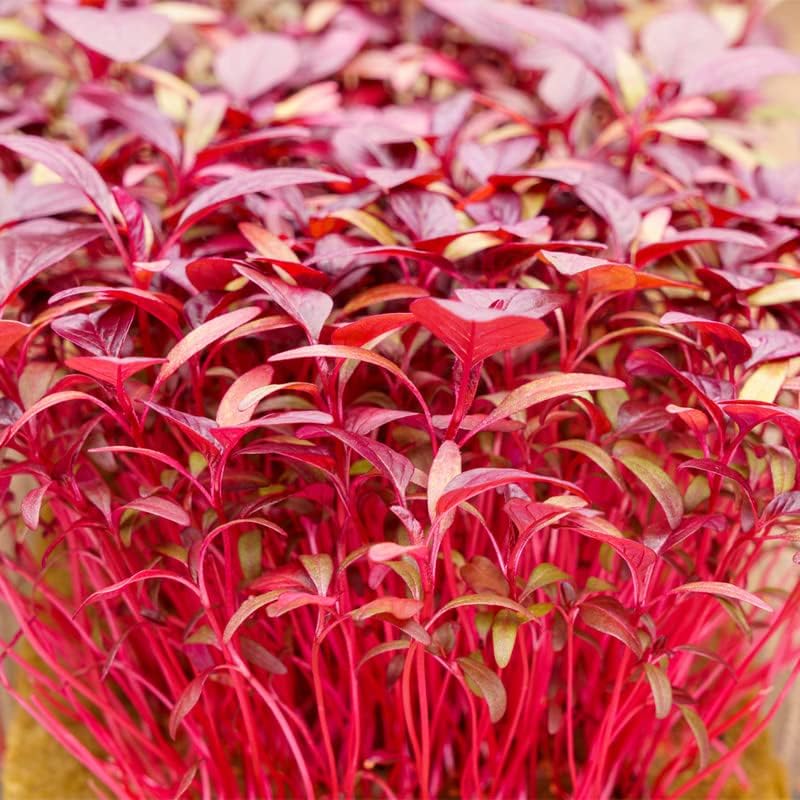 Miniatura 6 de Amaranto-Medianoche (500 Semillas)