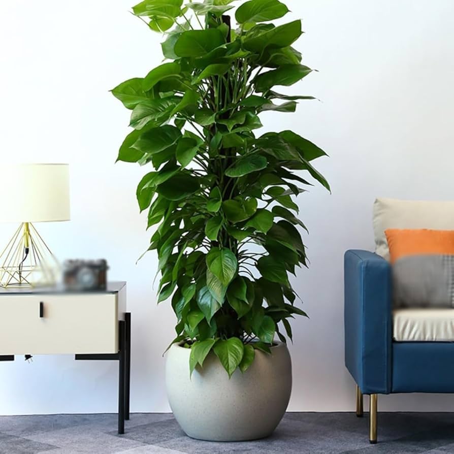 植木鉢　陶器　大型　特大　 鉢カバー 楽天市場】鉢カバー 大型（素材（ガーデニング・DIY用品