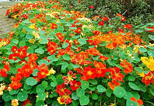 Creative Farmer Flower Seeds : Nasturtium Jewel Of Africa Flower Seeds Easy To Grow Pot Garden Garden [Home Garden Seeds Eco Packet] Plant Seeds (B078R9SPNK) Amazon Price History, Amazon Price Tracker