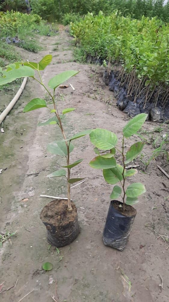 Red sandalwood tree live plant || live plant for red sandalwood tree pack of 3 (B0CJVFWW85) Amazon Price History, Amazon Price Tracker