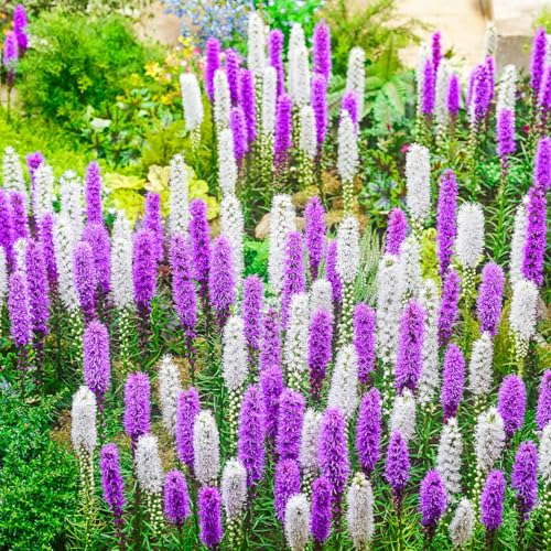 Direct Gardening - Blazing Star Liatris Summer Flowering Perennial Mixture White and Purple Flowering Dormant Bulbs 16 per Offer