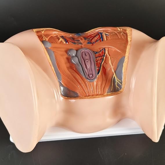 Mesane Karın Modeli - İnsan Organı Anatomik Modeli İnsan Karın Boşluğu, Mesane ve Prostat Modeli - Çalışma Öğretim Ekranı için,Kadın Rahim