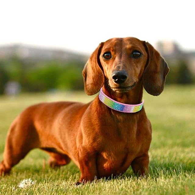 Foto 3 de 4 de haoyueer Collar de perro con diamantes de imitación, piel de ante suave para perro, gato