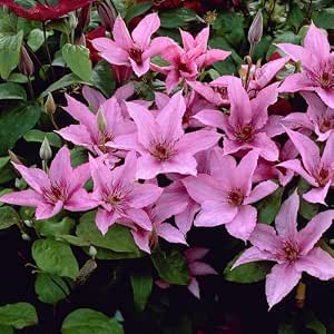 Clematis Nelly Moser Waldrebe – Mehrjährige Kletterpflanze, Rosa Blüten, Winterhart, Im 1,5-Liter-Topf