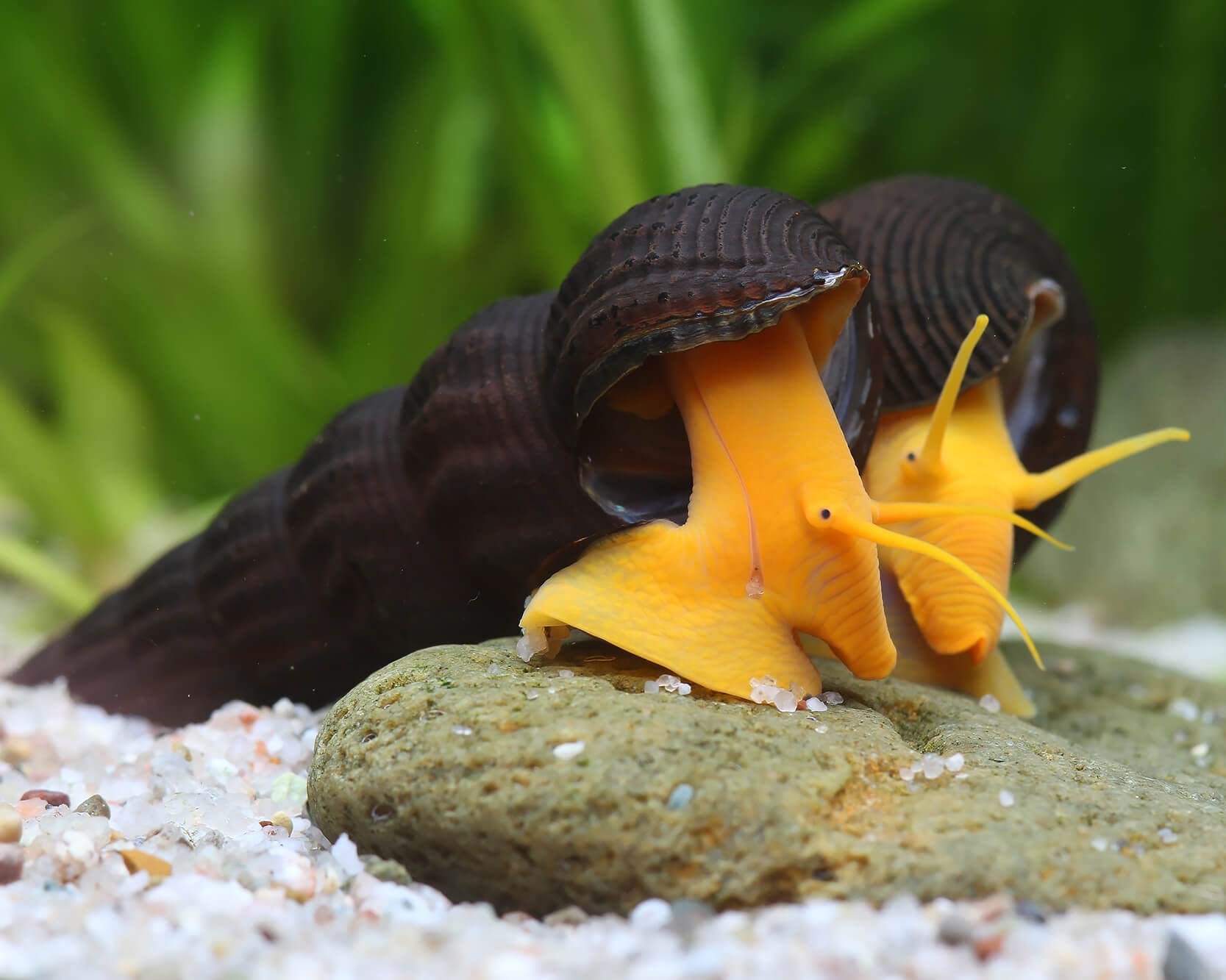 NatureHolic Orange Felsenschnecke Tylomelania sp. 3 Stück - Aquarium Schnecke lebend - auffällig gefärbte Algenfresser Schnecke - geeignet ab 45l Becken - Natürliche Aquarien Reinigung