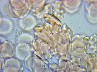 Customer Image, click to open customer review