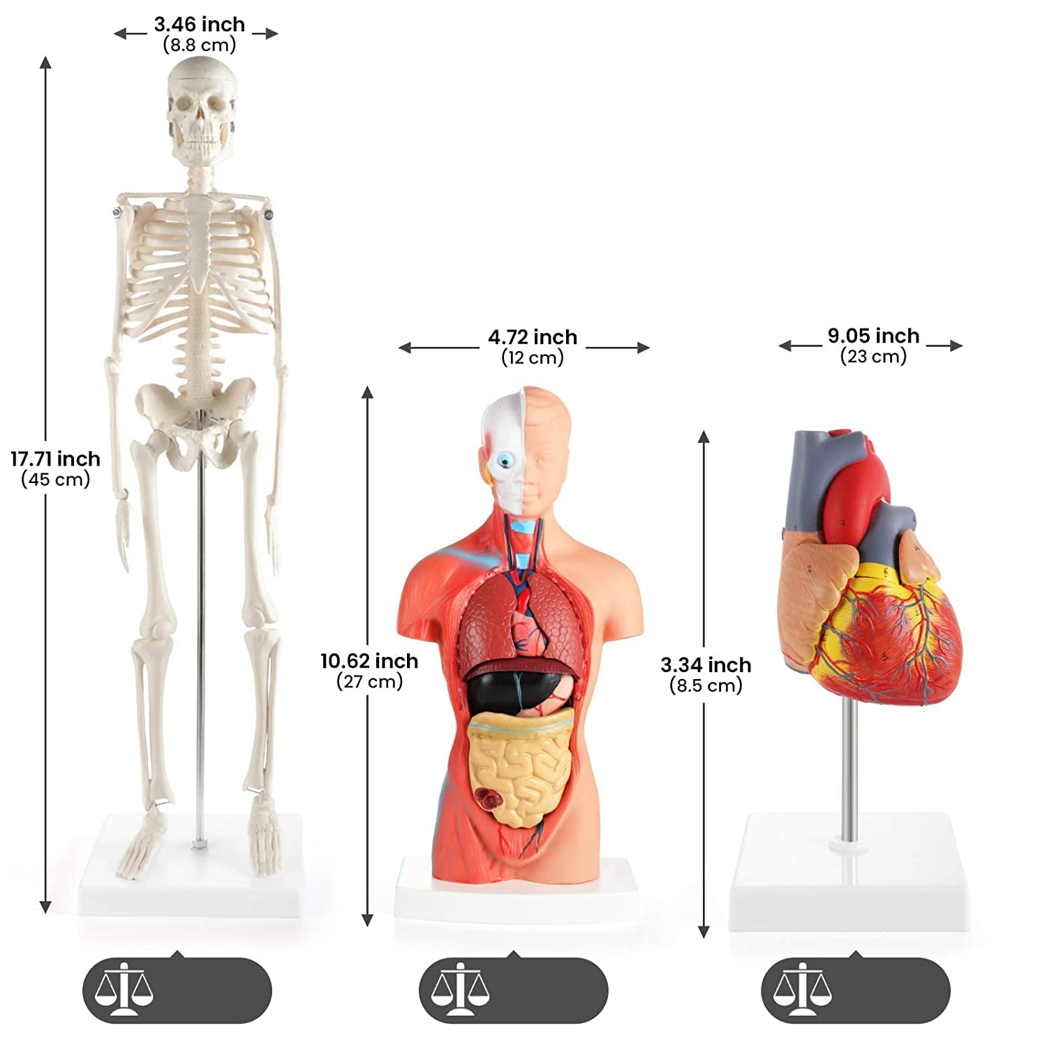 Modelo de anatomía 3D, torso y esqueleto de corazón humano, kit de aprendizaje de modelos de anatomía humana para niños, herramientas de estudio para anatomía y fisiología