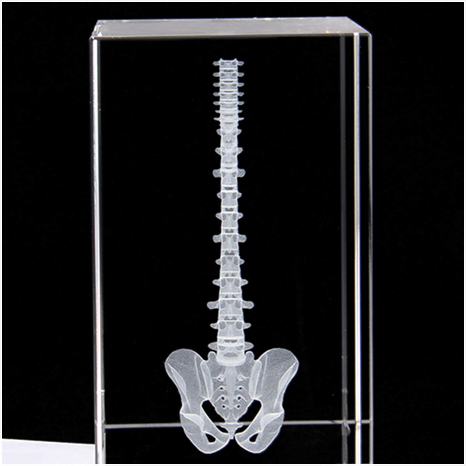 Sjdopulse 3D Crystal Human Spine Model - Educational Model Spine Anatomical Model 3D Paperweight - For Science Gift Souvenir - 3.1X3.1x3.9inch