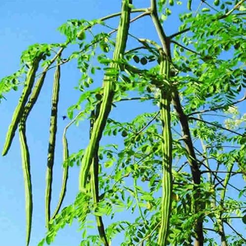 QAUZUY GARDEN 100 semillas de moringa, árbol milagroso, árbol de la vida, árbol de aceite de Ben, semillas de hojas de Moringa Stenopetala -