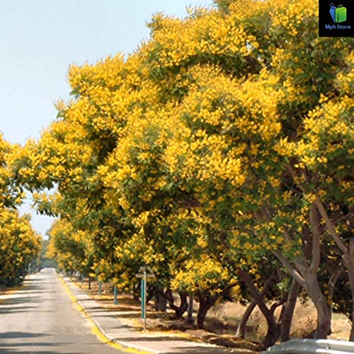 Mphmi Peltophorum, Peela Gulmohar - Plant (B08SWL5J9Z) Amazon Price History, Amazon Price Tracker