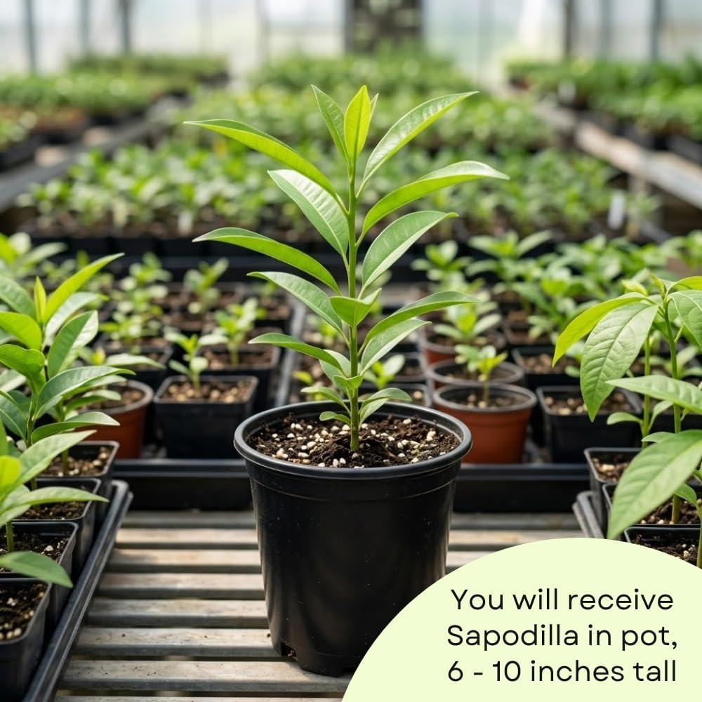 Sapodilla Tree Live Plant, Sapote Tree in Half Gallon Pot, Well Rooted 6 to 10 Inc Tall, Sweet Sapodilla Fruit for Indoor Outdoor Garden