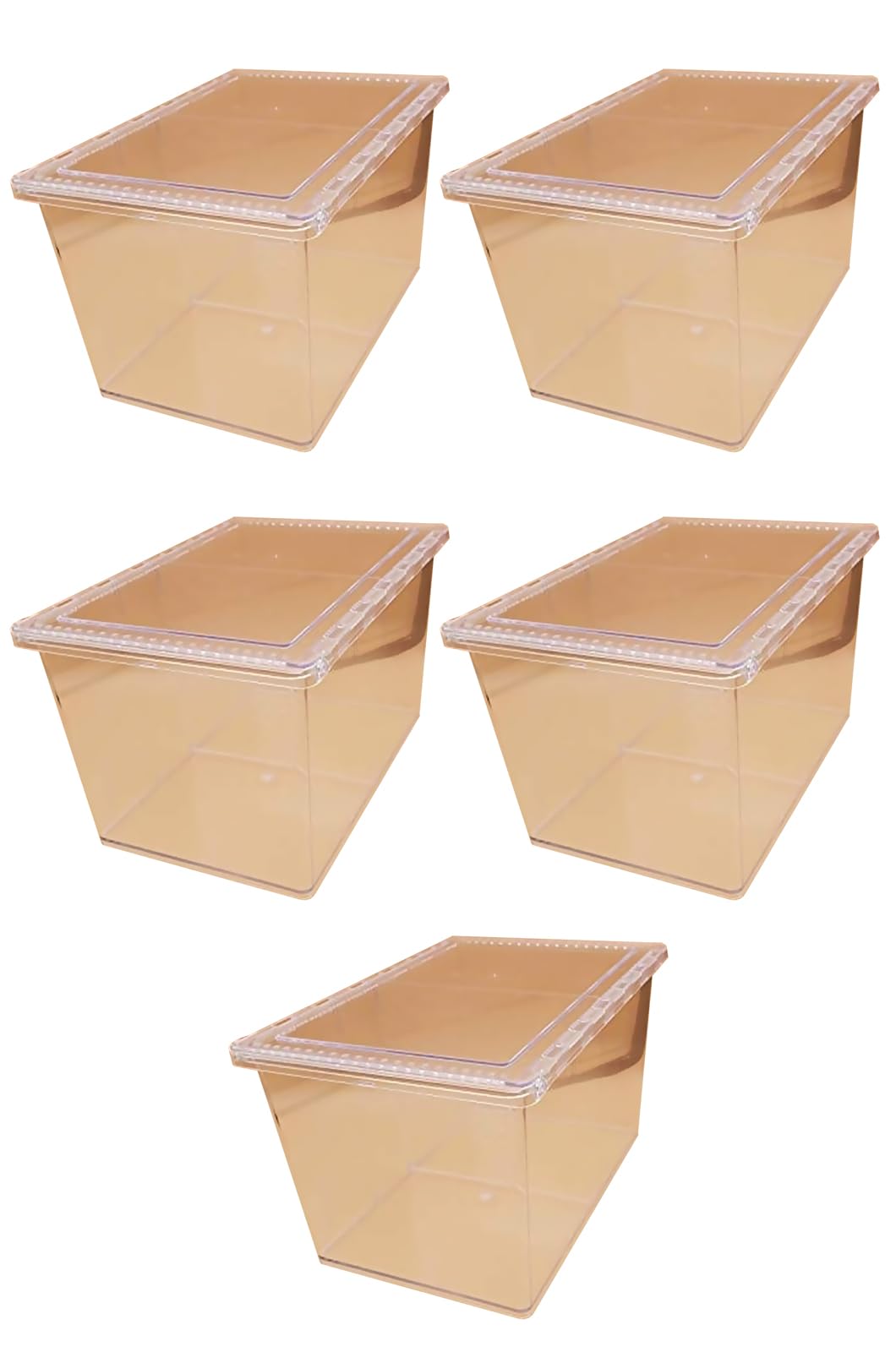 昆虫の商品画像