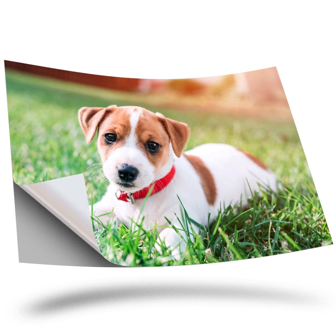1 x Vinyl Sticker A2 Rectangle Shape 42x60cm - Jack Russell Terrier Puppy Dog Art Print Decal Laptop Tablet Luggage Car Wall Fridge Door Sticker #15879