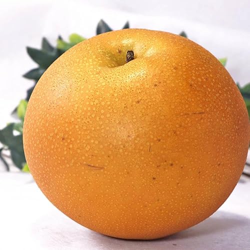 にっこり梨 約5kg 5〜9玉 贈答規格 栃木県産 大玉限定 秀品〜優品 JA共撰品 センサー選果で高糖度の贈答フルーツ!果汁豊富で爽やかな甘さの大玉梨