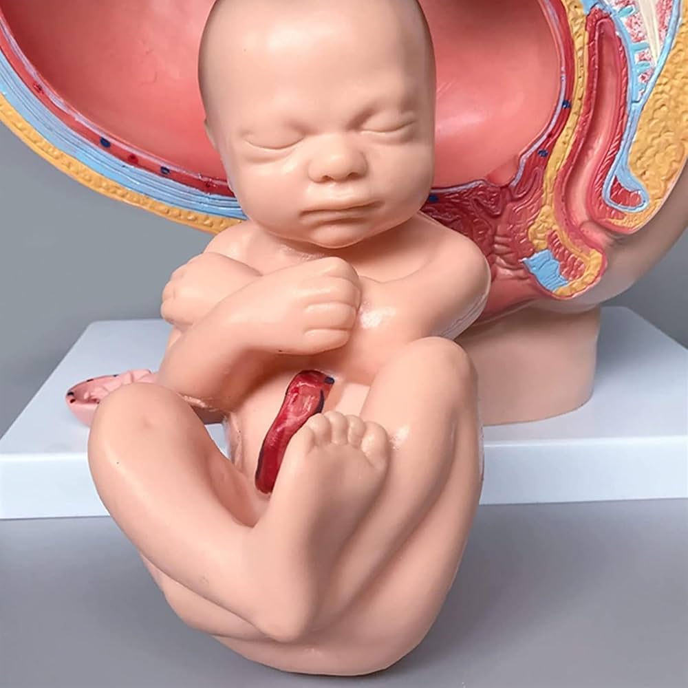 人体模型 解剖モデル 女性骨盤胎児モデル妊娠 9 ヶ月胎児 【公式通販】 人体模型 解剖モデル 女性骨盤胎児モデル妊娠 9 ヶ月胎児 【公式通販】